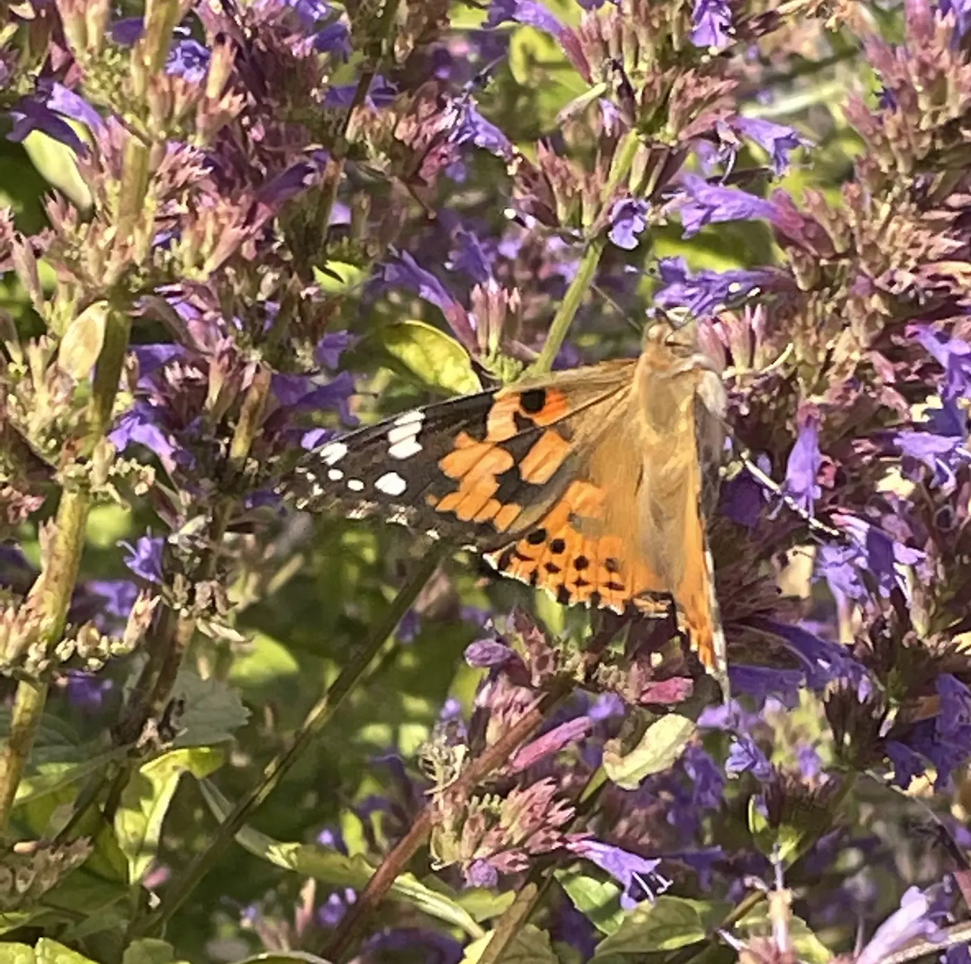 Butterfly landing on the Gary Wend Memorial Garden