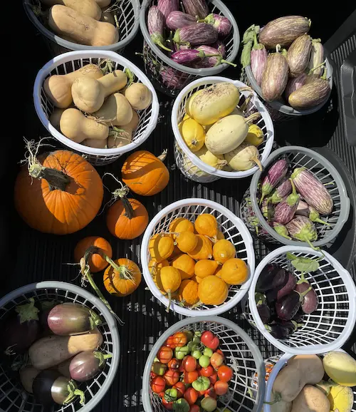 Food grown in the Veterans Garden that is donated to local food pantries