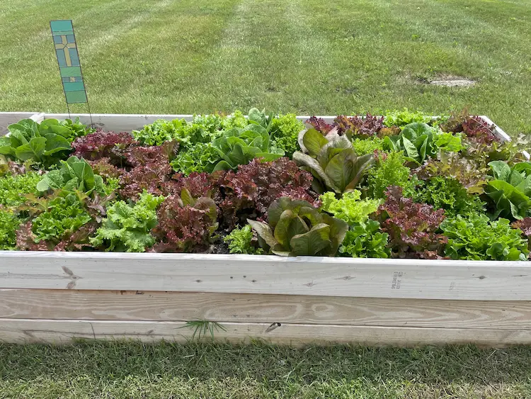 A garden bed containing various fruits and vegetables for donation