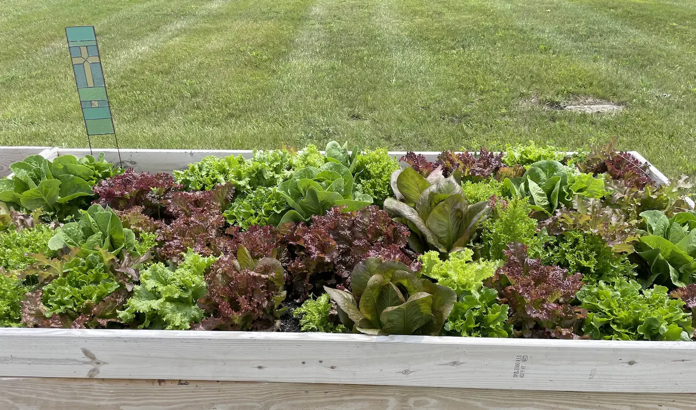 Garden beds growing in a variety of food to be donated